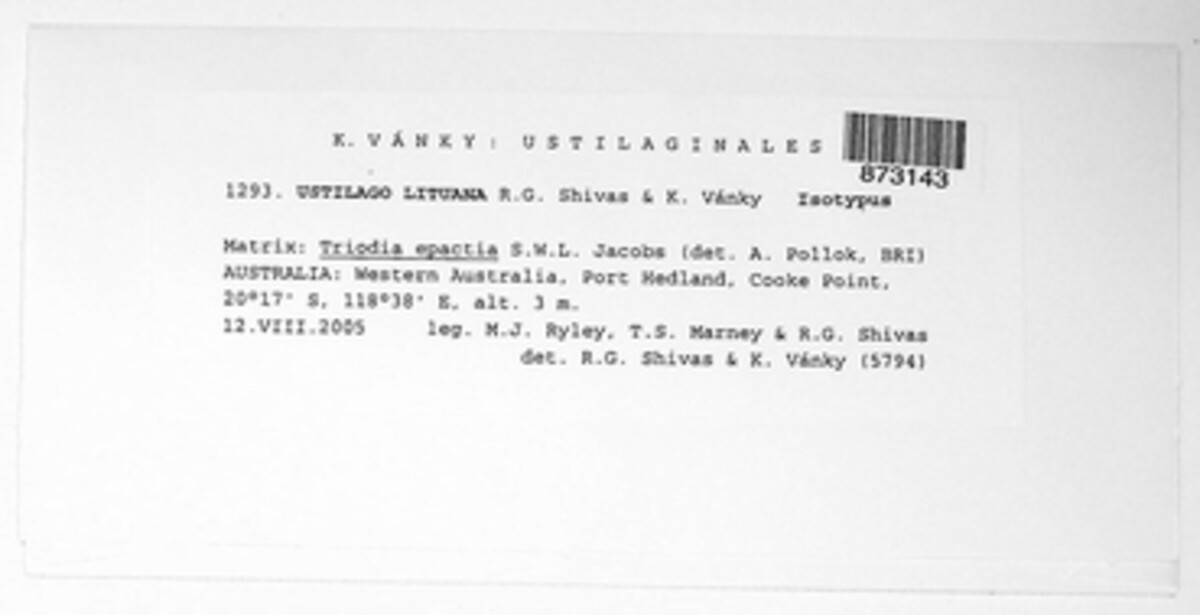 Triodiomyces lituanus image